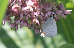 Satyrium acadica
