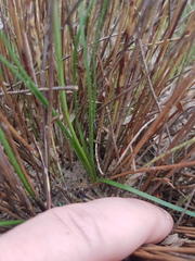 Trachyandra oligotricha