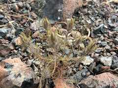 Cordylanthus ramosus