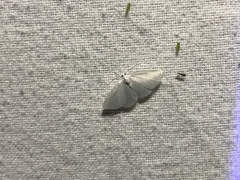Lomographa vestaliata