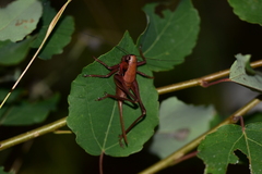 Pholidoptera dalmatica