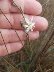 Trachyandra oligotricha