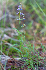 Penstemon cinicola