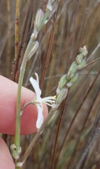 Trachyandra oligotricha