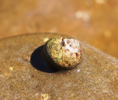 Phorcus turbinatus