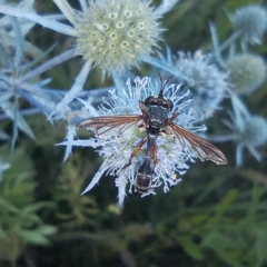 Physocephala rufipes