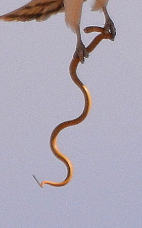 Cape Cobra from Kgalagadi NP on May 30, 2018 at 12:21 PM by copper ...