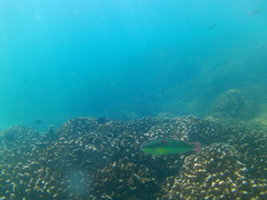 Halichoeres chierchiae