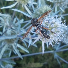 Physocephala rufipes