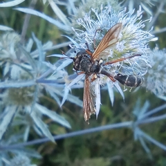 Physocephala rufipes