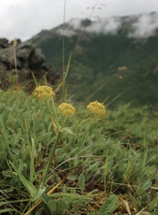 Bupleurum americanum