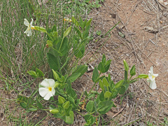Thunbergia atriplicifolia