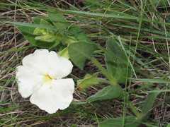 Thunbergia atriplicifolia