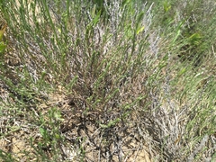 Hudsonia tomentosa