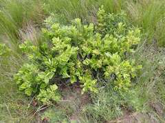 Eriosemopsis subanisophylla