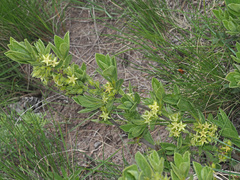 Eriosemopsis subanisophylla