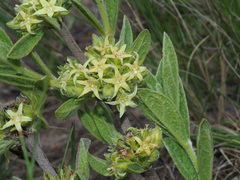 Eriosemopsis subanisophylla