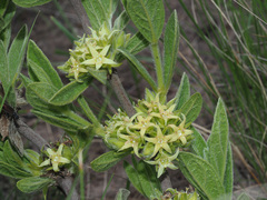 Eriosemopsis subanisophylla