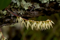 Bulbophyllum expallidum