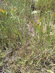 Hudsonia tomentosa
