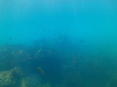 Thalassoma lucasanum