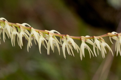 Bulbophyllum expallidum
