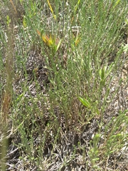 Hudsonia tomentosa