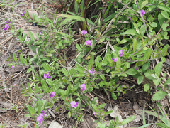Polygala amatymbica