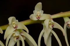 Bulbophyllum expallidum