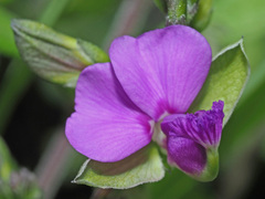 Polygala amatymbica