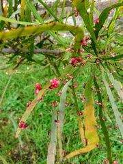 Muehlenbeckia platyclada