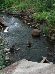 Anas platyrhynchos
