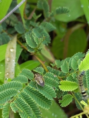 Aeliomorpha