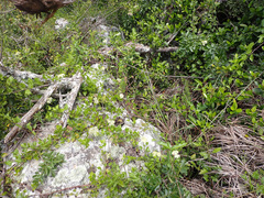 Microglossa mespilifolia