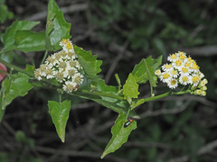Microglossa mespilifolia