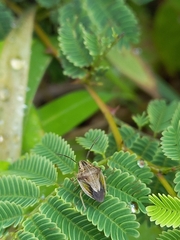 Aeliomorpha