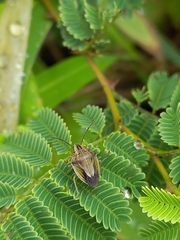 Aeliomorpha