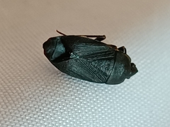 Lethaeus cribratissimus