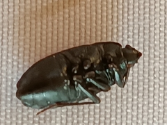 Lethaeus cribratissimus