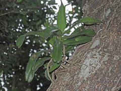 Cyrtorchis arcuata