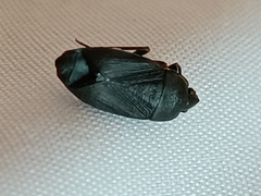 Lethaeus cribratissimus