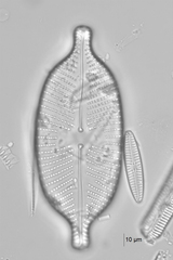 Bacillariophycidae