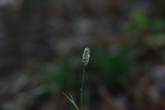 Phleum pratense bertolonii