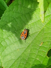 Pyrrhocoris apterus