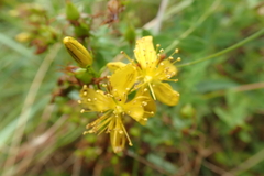 Hypericum perforatum