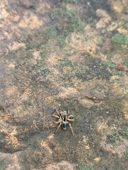 Stenaelurillus sarojinae