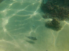 Sphoeroides lobatus