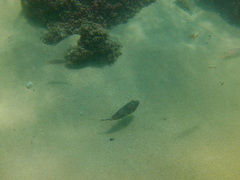 Sphoeroides lobatus