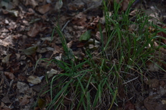 Phleum pratense bertolonii