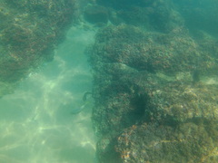 Halichoeres notospilus